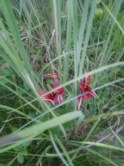 Lilium philadelphicum