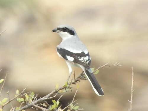 Great Gray Shrike