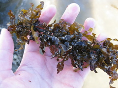 Sargassum scabridum