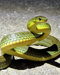 Ryukyu Green Snake photo 2
