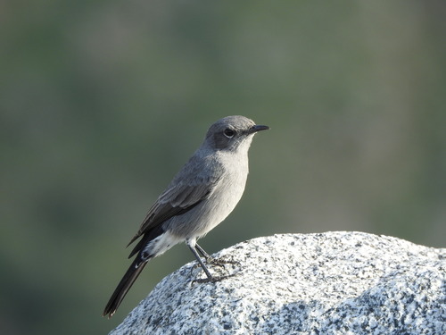 Blackstart
