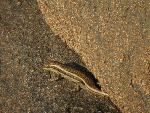 Sudan Mabuya