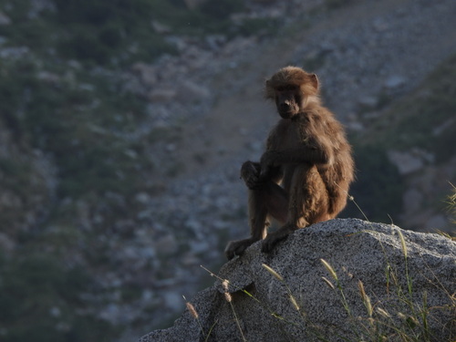 Hamadryas Baboon