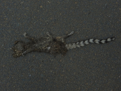 Northern Small-spotted Genet