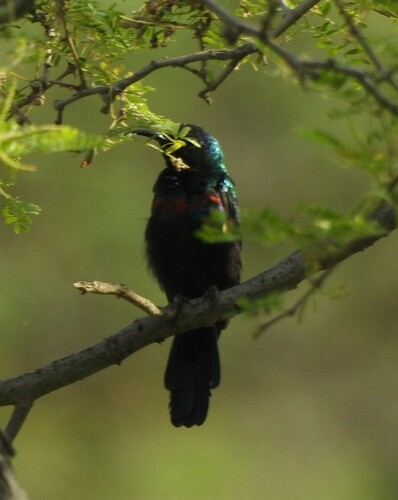 Arabian Sunbird