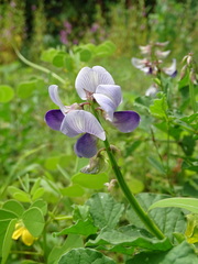 Crotalaria verrucosa