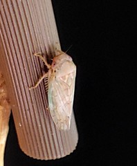 Polana quadrinotata
