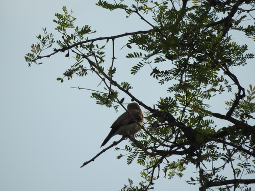 African Silverbill