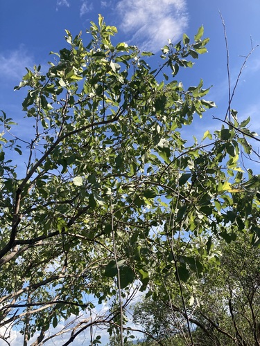 Image of Terminalia carpentariae by (c) Thomas Mesaglio, some rights reserved (CC BY)