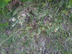 Sericocarpus asteroides