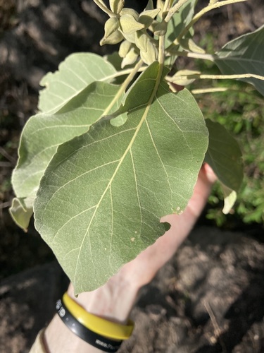 Image of Terminalia carpentariae by (c) Thomas Mesaglio, some rights reserved (CC BY)