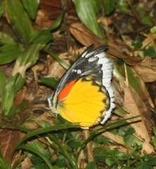 Delias descombesi