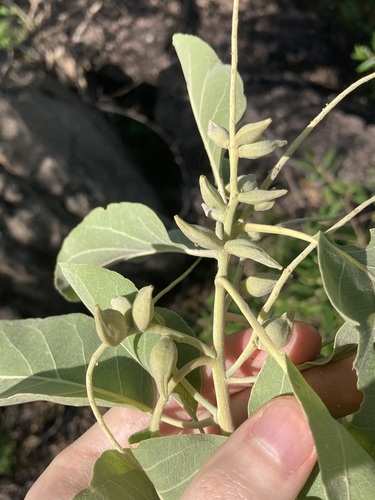 billy goat plum (Terminalia carpentariae)