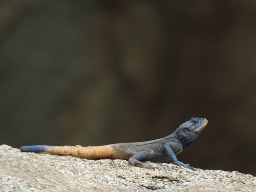 Anderson's Rock Agama