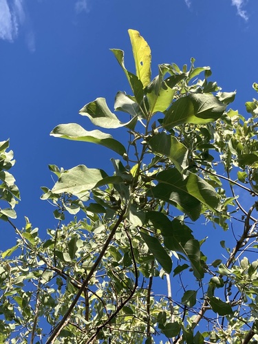 Image of Terminalia carpentariae by (c) Thomas Mesaglio, some rights reserved (CC BY)