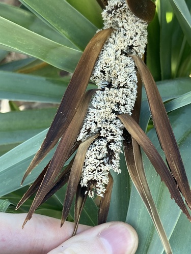 Image of Pandanus basedowii by (c) Thomas Mesaglio, some rights reserved (CC BY)