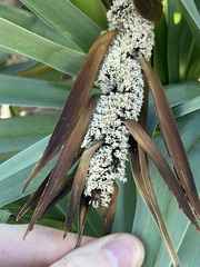 Thomas Mesaglio, CC BY, iNaturalist via GBIF Pandanus basedowii, photograph Thomas Mesaglio, CC BY, iNaturalist via GBIF