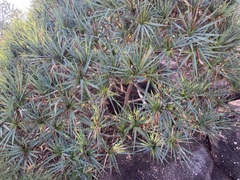 Pandanus basedowii