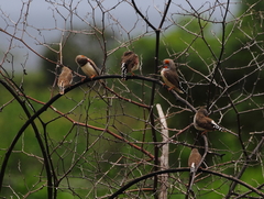 Taeniopygia guttata