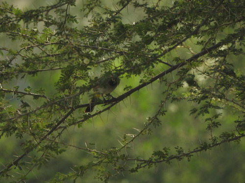 White-spectacled Bulbul