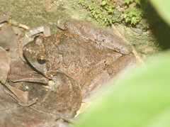 Microhyla berdmorei