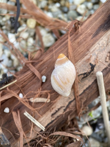 Paratrophon patens, 2024-12-15