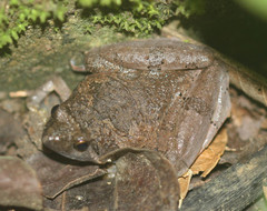 Microhyla berdmorei