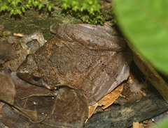 Microhyla berdmorei