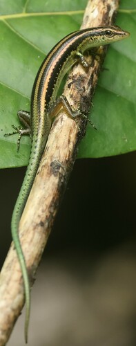 Emoia pseudocyanura observed 2024-10-29