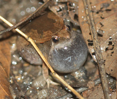Microhyla