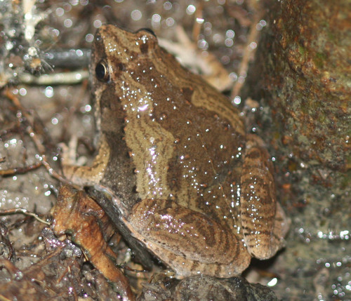 Microhyla mukhlesuri