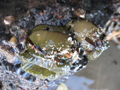 Isactinia olivacea