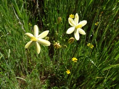 Triteleia ixioides scabra