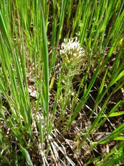 Castilleja attenuata