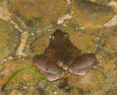 Microhyla berdmorei