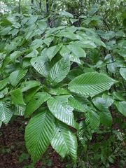 Carpinus cordata
