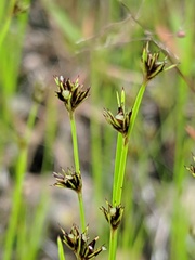 Scleria verticillata