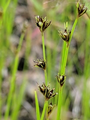 Scleria verticillata