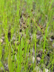 Scleria verticillata