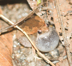 Microhyla