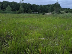 Scleria verticillata