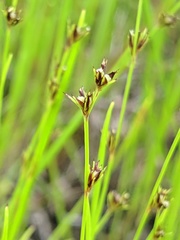 Scleria verticillata