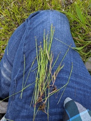 Scleria verticillata