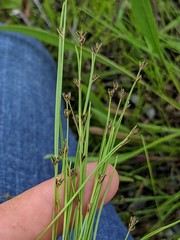 Scleria verticillata