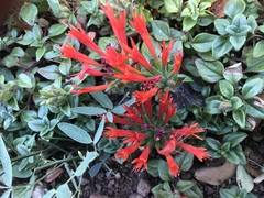 Monardella macrantha