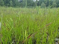 Scleria verticillata