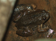 Occidozyga martensii