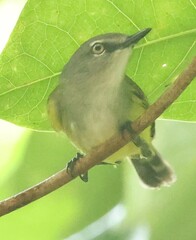 Rennell Gerygone photo 3