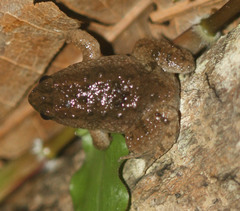 Occidozyga martensii