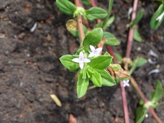 Spermacoce articularis